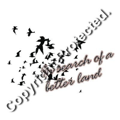 in search of